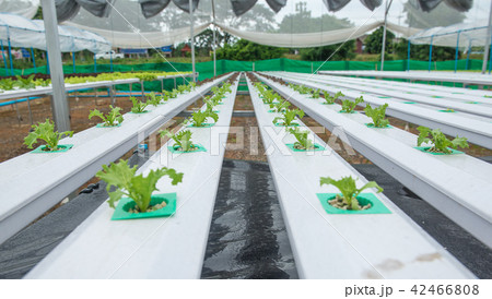 Hydroponic farm for health market Hydroponic farm for health market 42466808