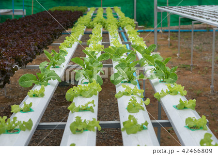 Hydroponic farm for health market Hydroponic farm for health market 42466809