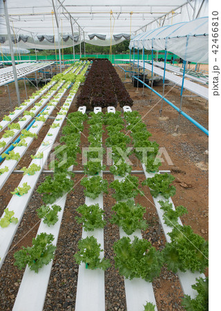 Hydroponic farm for health market 42466810
