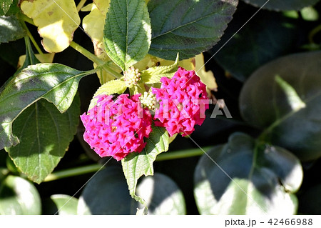 三鷹中原に咲く濃いピンクのランタナ（シチヘンゲ） 42466988