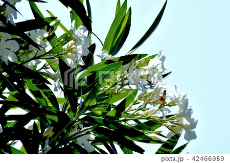 三鷹中原に咲くキョウチクトウ 三鷹中原に咲くキョウチクトウ 42466989