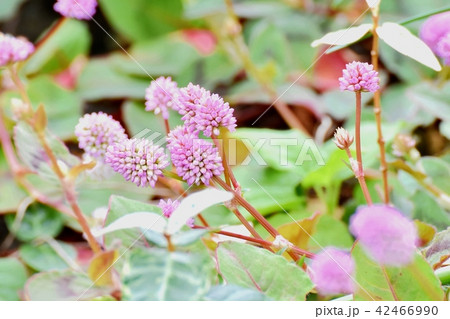 三鷹中原に咲くヒメツルソバ 42466990