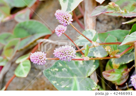 三鷹中原に咲くヒメツルソバ 42466991