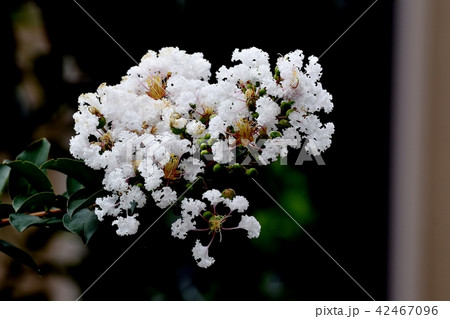 三鷹中原に咲く白いサルスベリ 42467096