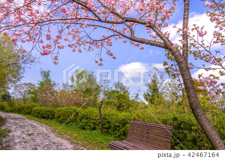 加西フラワーセンターの桜並木(兵庫県加西市豊倉町飯倉)※作品コメント欄に撮影位置あり 加西フラワーセンターの桜並木(兵庫県加西市豊倉町飯倉)※作品コメント欄に撮影位置あり 42467164