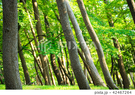 夏の松林 42467264