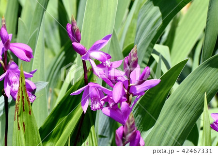 三鷹中原に咲くシラン（紫蘭） 42467331