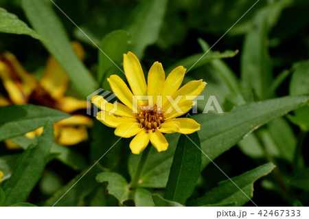 三鷹中原に咲くコレオプシス 42467333