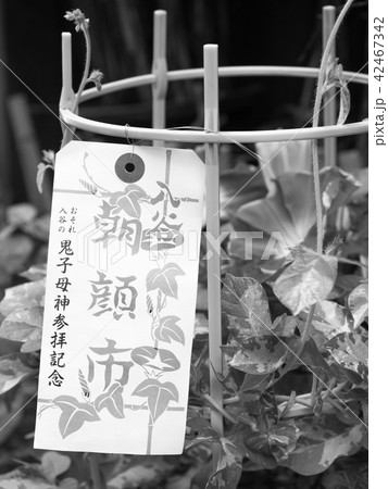 朝顔の鉢植え 42467342
