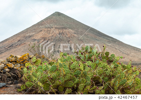 Cactus on the mountain background 42467457