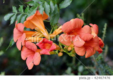 三鷹中原に咲くノウゼンカズラ 42467476