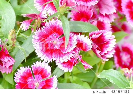 三鷹中原に咲くアメリカナデシコ(ビジョナデシコ) 三鷹中原に咲くアメリカナデシコ(ビジョナデシコ) 42467481