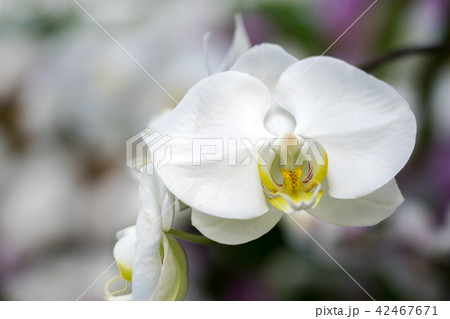 加西フラワーセンターの胡蝶蘭（兵庫県加西市豊倉町飯倉）※作品コメント欄に撮影位置あり 42467671