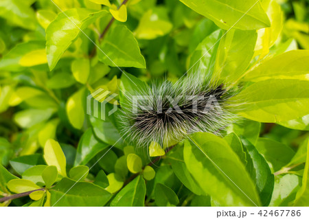 Creepy insect black Hairy Caterpillar hair worm 42467786
