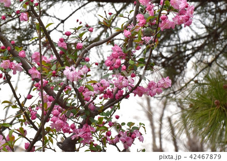 三鷹仙川公園に咲くハナカイドウ 三鷹仙川公園に咲くハナカイドウ 42467879