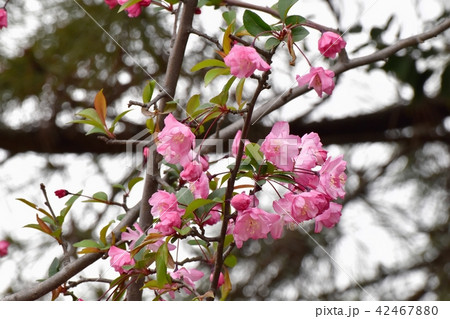 三鷹仙川公園に咲くハナカイドウ 三鷹仙川公園に咲くハナカイドウ 42467880