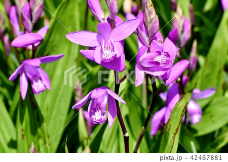 三鷹中原に咲くシラン（紫蘭） 42467881