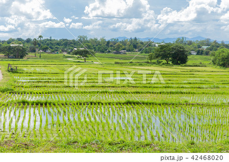 beautiful summer landscape of countryside view 42468020