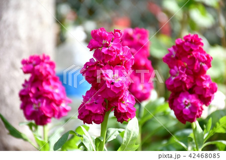 三鷹中原に咲く赤いストック 42468085