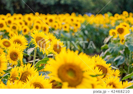 ひまわり畑　座間市 42468210