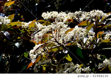 三鷹中原に咲くカナメモチの花 42468216