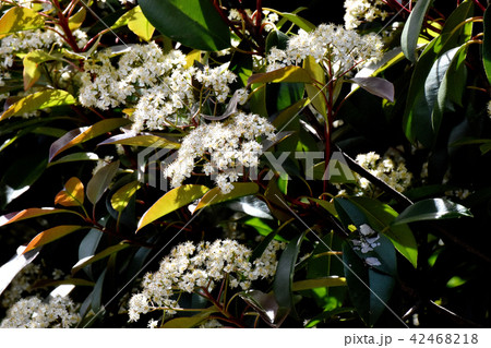 三鷹中原に咲くカナメモチの花 42468218