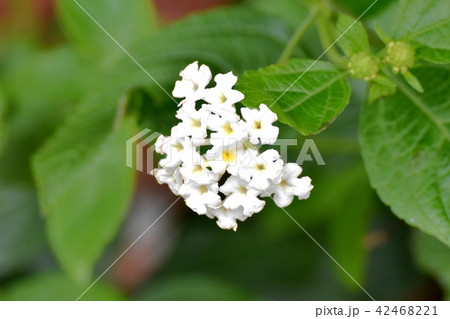 三鷹中原に咲くランタナ（シチヘンゲ） 42468221