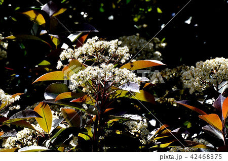 三鷹中原に咲くカナメモチの花 三鷹中原に咲くカナメモチの花 42468375