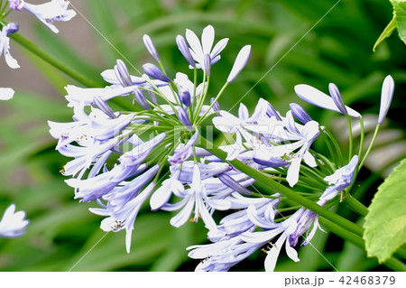 三鷹中原に咲くアガパンサス 42468379