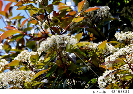 三鷹中原に咲くカナメモチの花 42468381