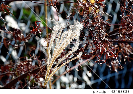 三鷹中原に咲くススキの花穂 三鷹中原に咲くススキの花穂 42468383
