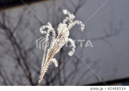 三鷹中原に咲くススキの花穂 42468534