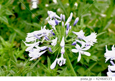 三鷹中原に咲くアガパンサス 三鷹中原に咲くアガパンサス 42468535