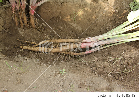 サラダゴボウの収穫 サラダゴボウの収穫 42468548