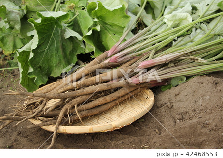 サラダゴボウの収穫 42468553