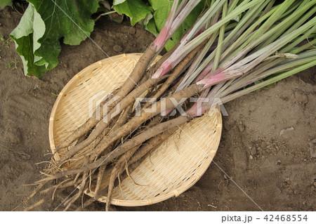 サラダゴボウの収穫 42468554