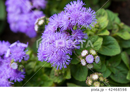 Ageratum houstonianum Mill Ageratum houstonianum Mill 42468598