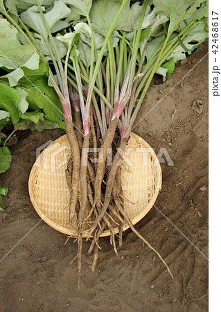 サラダゴボウ サラダゴボウ 42468617