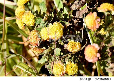 三鷹中原に咲く茶と黄の複色スプレーギク 42468664