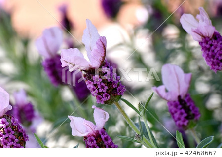 三鷹中原に咲くフレンチラベンダー 42468667