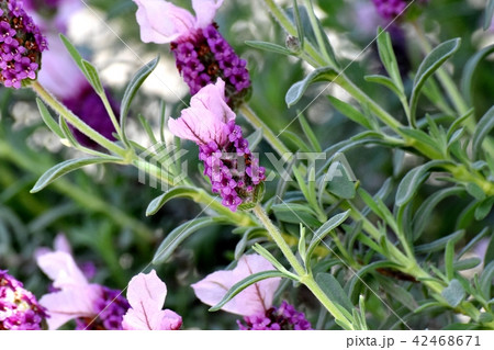 三鷹中原に咲くフレンチラベンダー 42468671