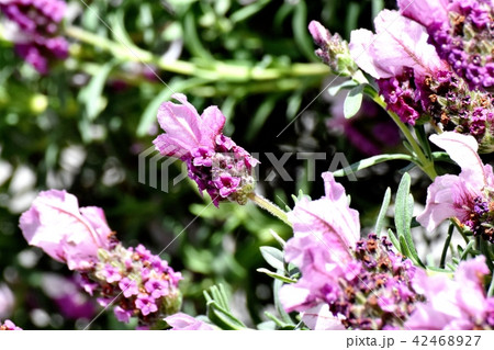 三鷹中原に咲くフレンチラベンダー 三鷹中原に咲くフレンチラベンダー 42468927