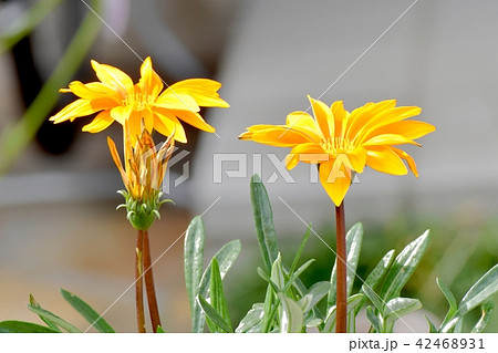 三鷹中原に咲くキンセンカ（カレンデュラ） 42468931