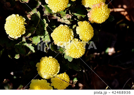 三鷹中原に咲く茶と黄の複色スプレーギク 42468936