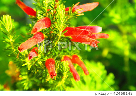 エリカ・ファイヤーヒース エリカ・ファイヤーヒース 42469145