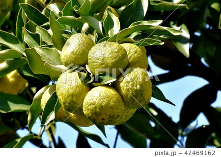 三鷹中原になる完熟前のユズ 42469162