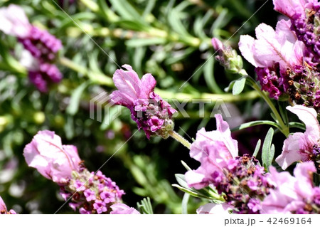 三鷹中原に咲くフレンチラベンダー 三鷹中原に咲くフレンチラベンダー 42469164