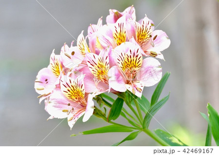 三鷹中原に咲くアルストロメリア 三鷹中原に咲くアルストロメリア 42469167