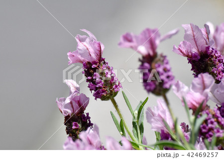 三鷹中原に咲くフレンチラベンダー 42469257