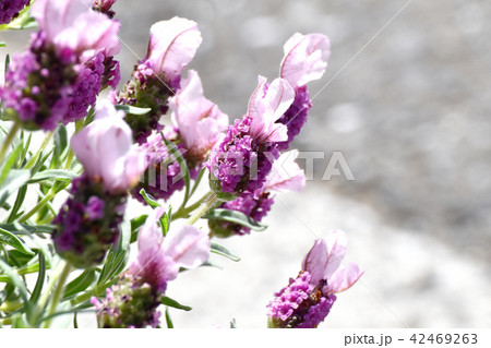 三鷹中原に咲くフレンチラベンダー 三鷹中原に咲くフレンチラベンダー 42469263